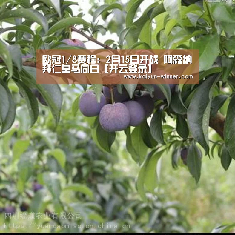 开云登录